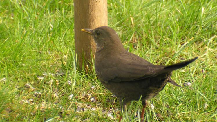 Le leggende più note hanno per protagonista una merla