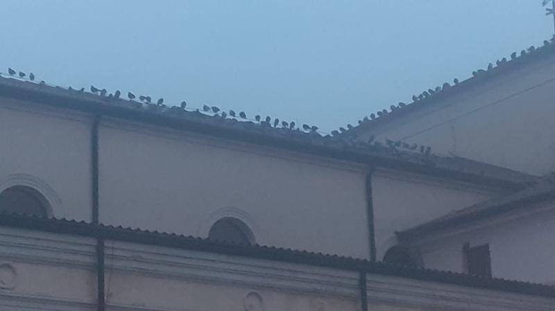 Il verso registrato del falco per scacciare i piccioni dalla chiesa, ma