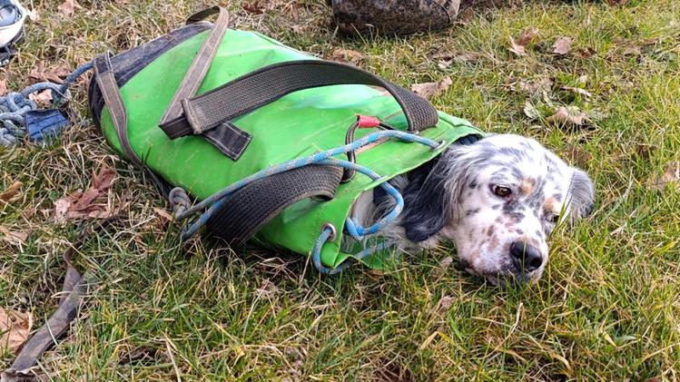 Strana cuccia Neve stremato ma al sicuro dopo il recupero