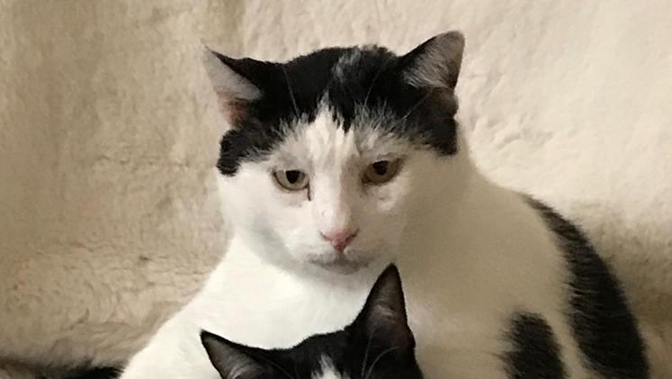 Mochi (il più grosso) con l’altro gatto adottato