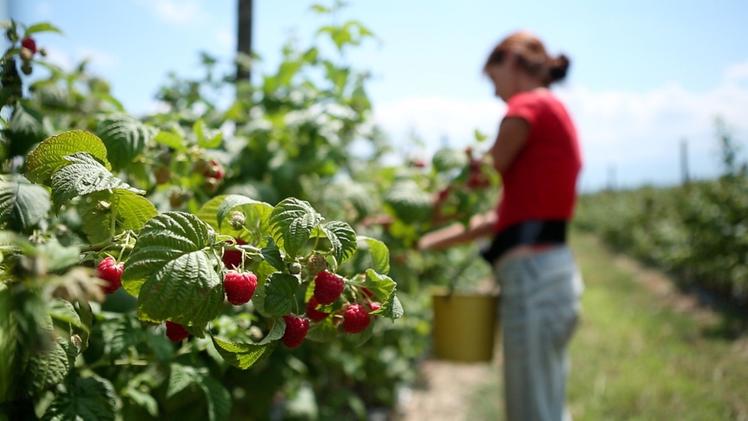 Rigoni festeggia i cent'anni con un intervento di restauro: Verona in ...