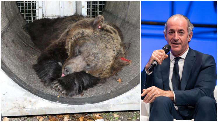 Il governatore del Veneto Luca Zaia e l’orsa JJ4, «Gaia», in una foto del 2020, quando fu sedata per munirla di radiocollare: scarico però da tempo quando aggredì Andrea Papi