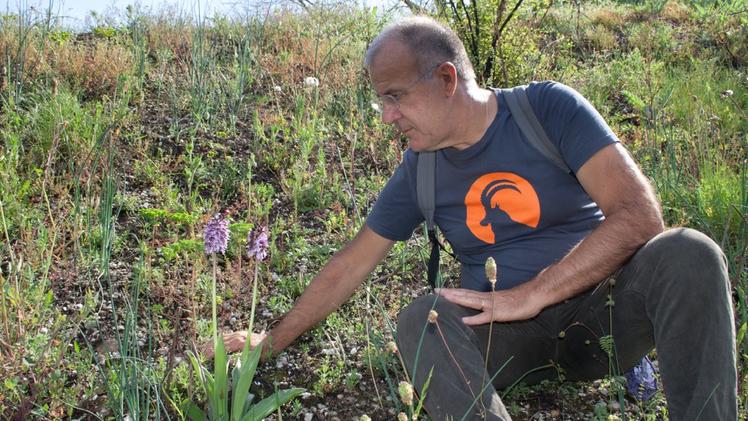 Fabio Cortesi volontario del Wwf veronese con le orchidee spontanee fiorite in Borgo Milano (foto Cerpelloni)