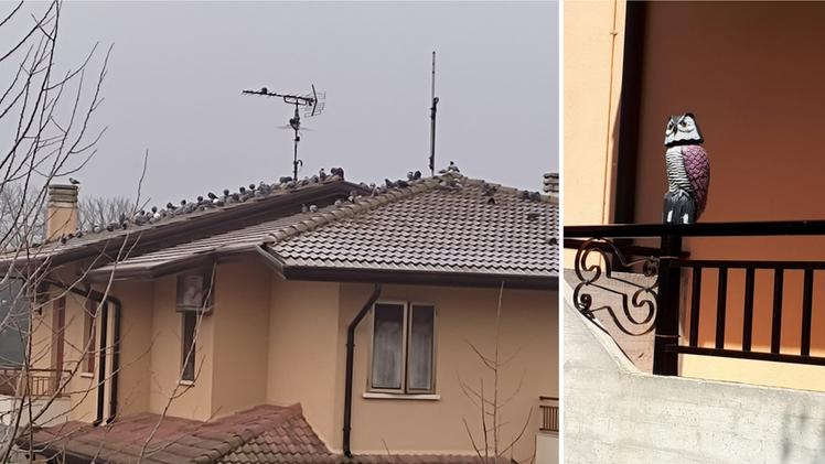 Una casa di Zimella invasa dai piccioni e il finto rapace usato come spaventapasseri
