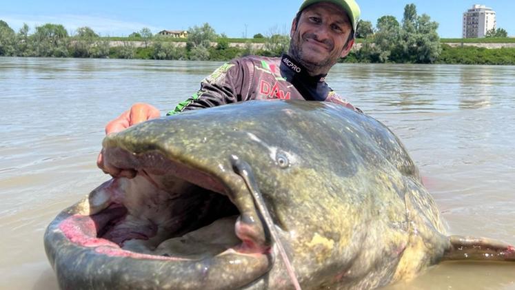 Il gigantesco pesce siluro pescato da Alessandro Biancardi (foto da Facebook)