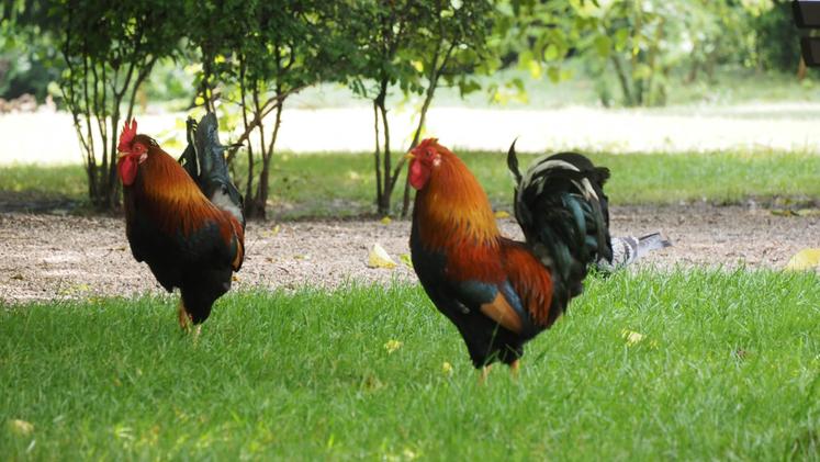 Lo “zoo” Querini: sono 14 gli avicoli, tra galli e galline, presenti nell’area verde da almeno una decina di anni (Foto Colorfoto/Dalla Pozza)