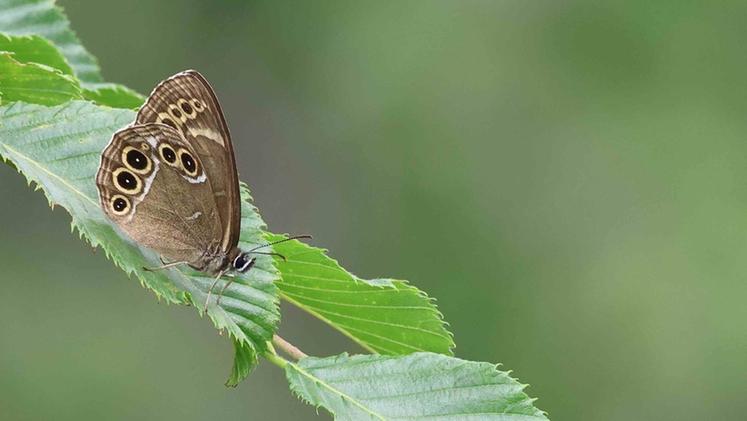 Lopinga achine, farfalla estremamente rara e in via di estinzione avvistata in Lessinia