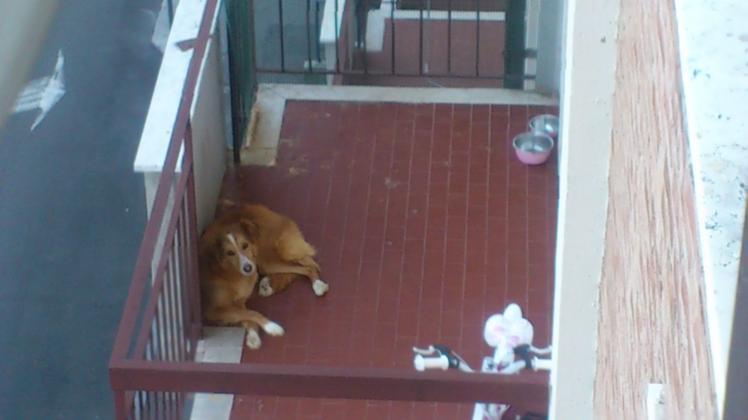 Un cane abbandonato sul balcone