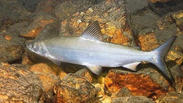 Il coregone  Una specie alloctona che vale l’ottanta per cento del pescato nel lago di Garda