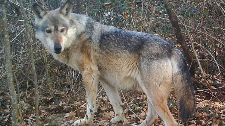Un'altra predazione di lupi in Lessinia