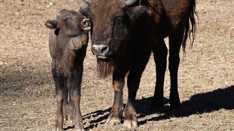 Il bisonte Lilibet con la madre