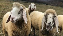Le pecore di razza Foza