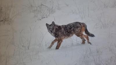 Selvatico Un lupo dei branchi presenti in Lessinia ripreso durante l’inverno dall’obiettivo di Silvano Paiola