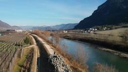 Il gregge al "lavoro" lungo l'Adige