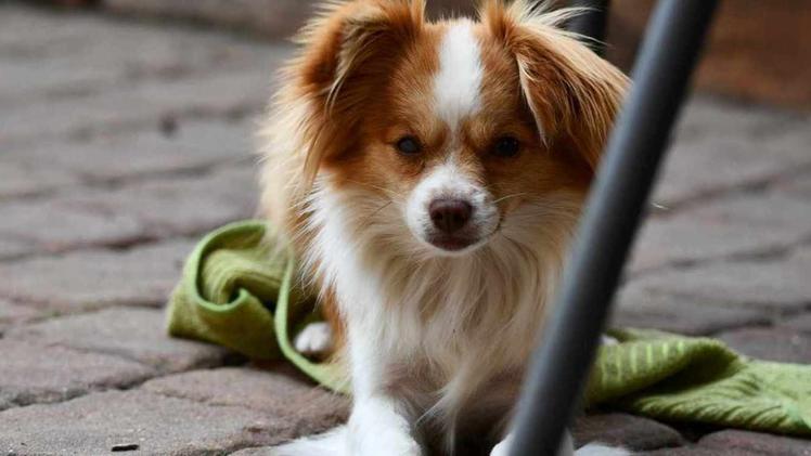 Il cane di piccola taglia ha sorpreso i ladri nel giardino della villa di Marone ed è  stato ucciso a calci