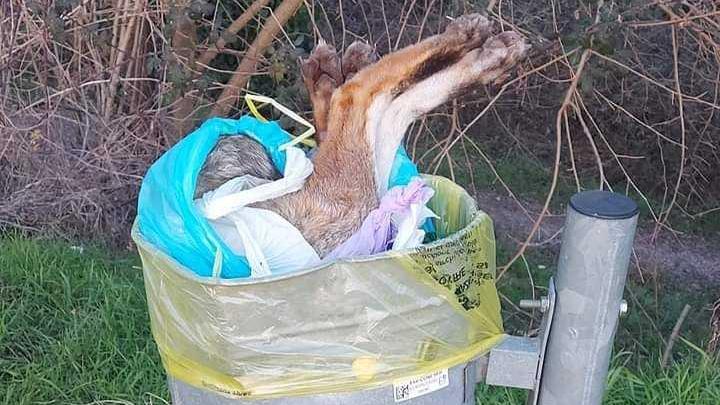 La carcassa della volpe spunta dal cestino dei rifiuti (foto Aidaa)