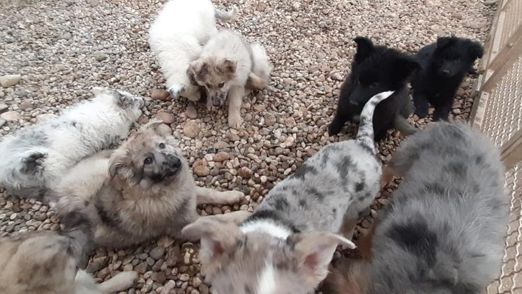 I cani abbandonati in un casolare, recuperati dall'Oipa (foto Oipa)