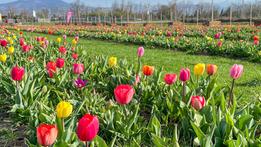Il campo di tulipani alla Flover di Bussolengo
