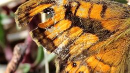 Lasiommata megera, un nuova farfalla in Val d'Illasi