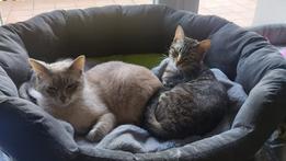 I due gattini abbandonati a Illasi e ora felici nella loro nuova casa