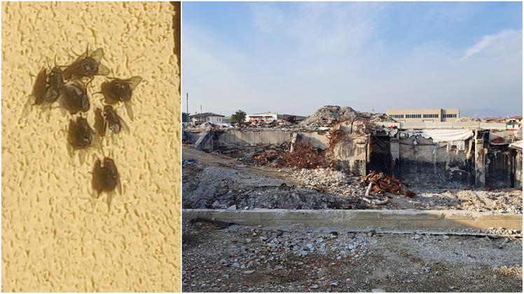 Mosche carnarie su un muro ad Arbizzano e i resti del salumificio Coati andato a fuoco