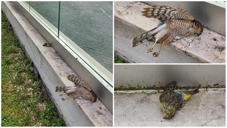 Gli uccelli morti al parcheggio dell'Arsenale a causa della parete in cristallo (Noro)