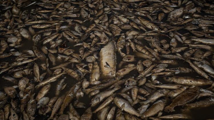 Centinaia di pesci morti in Vietnam a causa della siccità