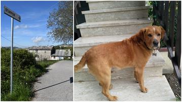 A destra Shane, il cane salvato dalla sua proprietaria in contrada Staffor a Erbezzo