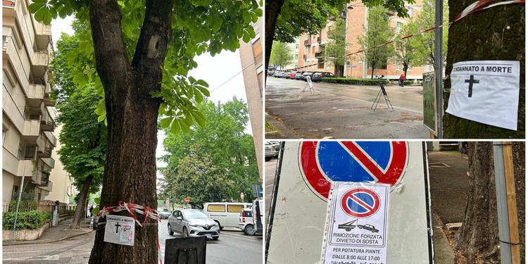 I cartelli appesi sugli alberi in Viale della Repubblica (Brunetto)