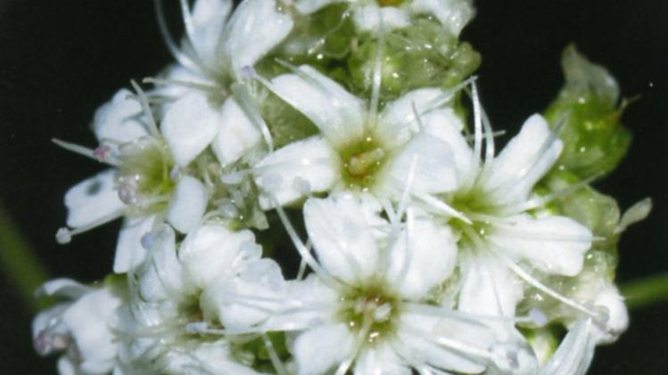 La Gypsophila Papillosa, nota come «Velo da sposa», è una delle specie floristiche baldensi minacciate