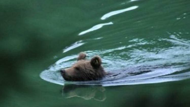L'orso M11 fa il bagno nel lago di Prà da Stua