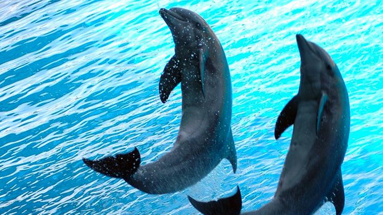  Uno spettacolo con i delfini: Gardaland ha detto basta  