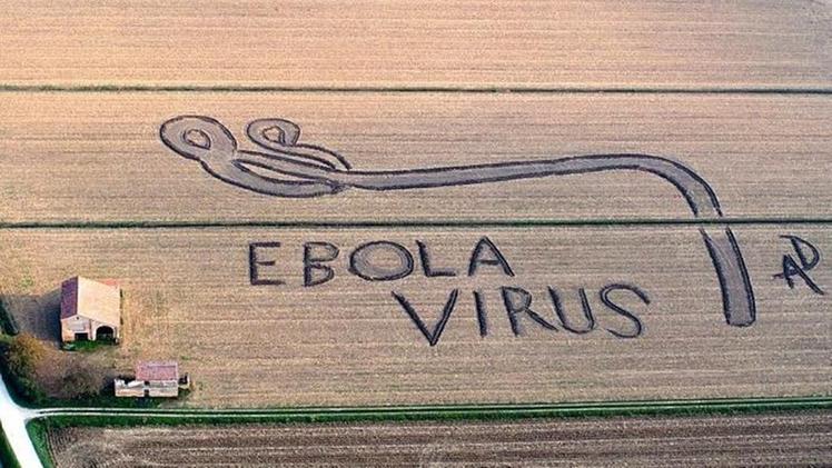 L'opera di land art sull'Ebola realizzata da Gambarin sui campi di casa