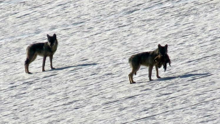 I due lupi fotografati in Lessinia