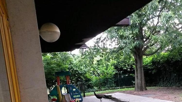 Il pavone «Pablito» accanto ai giochi dei bambini
