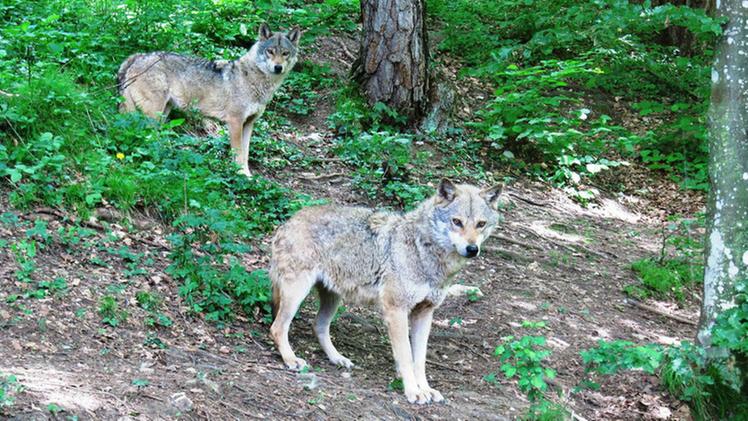 Una coppia di lupi in Lessinia