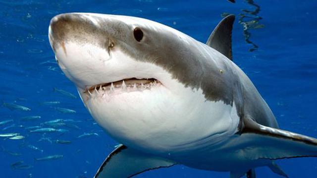 Australia: il satellite contro l'allarme squali