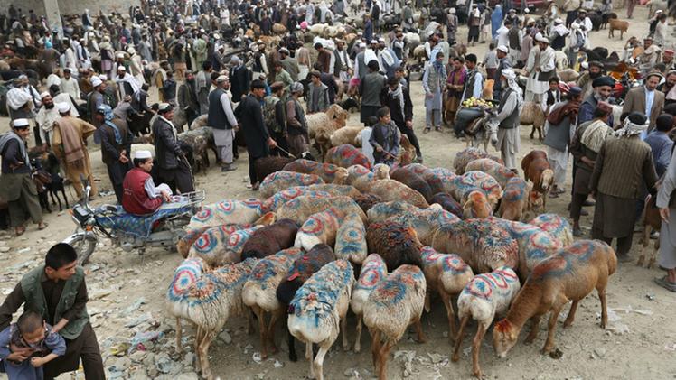 Kabul, un mercato con gli animali durante la Festa del sacrificio 