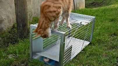 La gabbia utilizzata per catturare gatti randagi o da sterilizzare