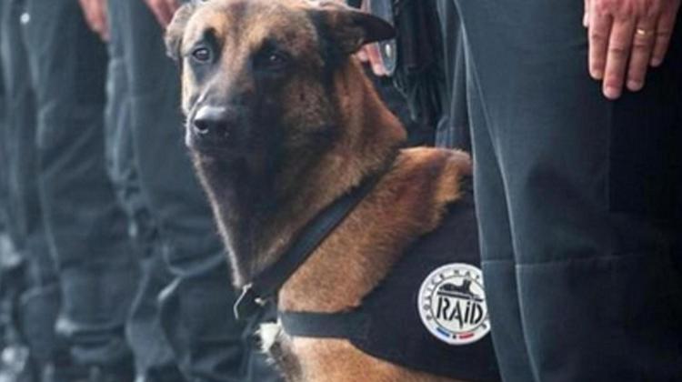 Il cane Diesel, ucciso durante il blitz antiterrorismo in Francia