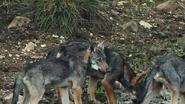 Alcuni dei cuccioli di lupo nati questa primavera dalla coppia Slavc e Giulietta
