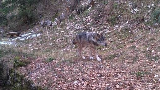 Un lupo del branco della Lessinia fotografato in un bosco