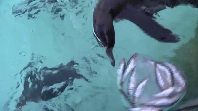 Ai pinguini dello Zoo di Londra, in questi giorni viene servito pesce con ghiaccio a forma di cuore