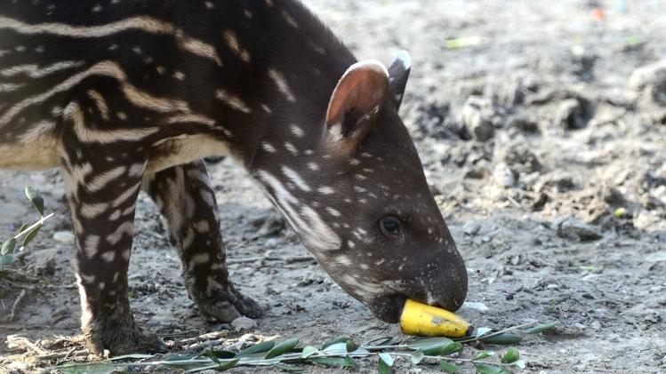 Pinto, il cucciolo di tapiro ospitato dal Parco Natura Viva