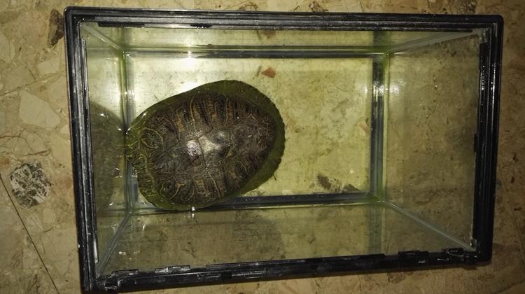 La tartaruga nella piccola bacinella (foto guardie Oipa)