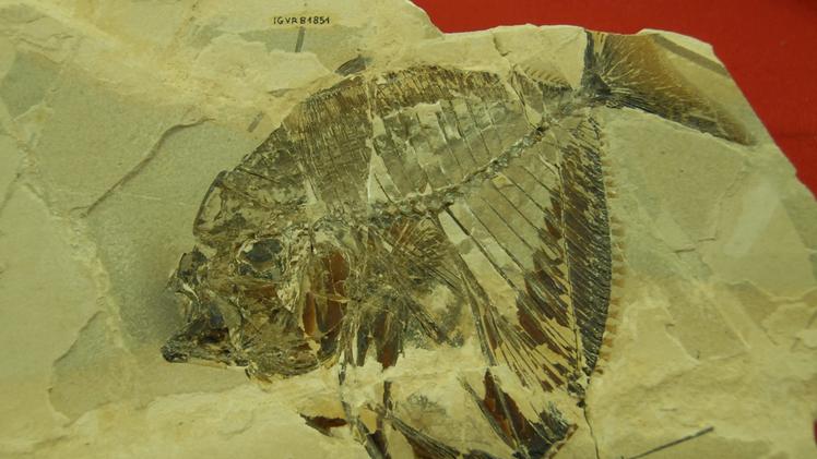 Un rarissimo fossile di Mene Rhombea, trovato nella Pesciara di Bolca