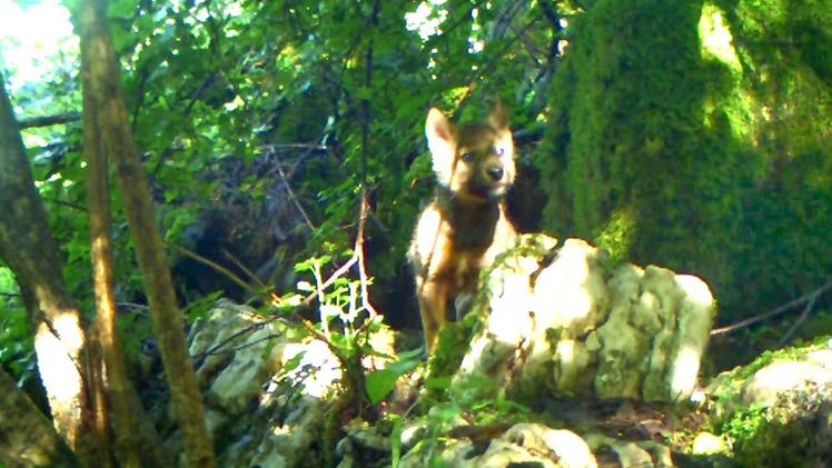 Il cucciolo di lupo all’ingresso della tana ripreso dalla telecamera installata dal Comando stazione del Corpo Forestale dello Stato di Bosco Chiesanuova