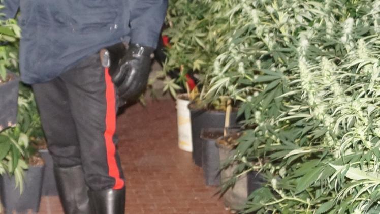 Carabinieri: sequestro di cannabis (archivio)