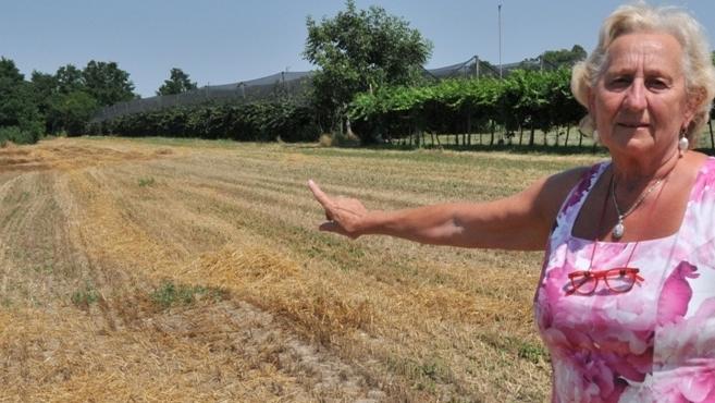 Ornella Bottacini indica i campi dai quali le è stato rubato il frumento