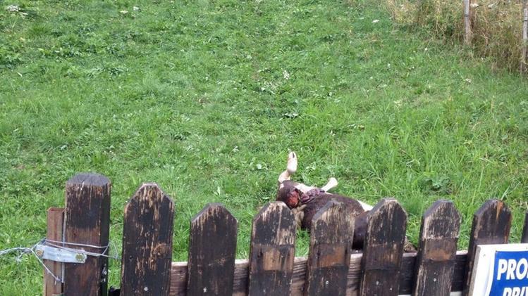 Uno dei due vitelli uccisi dai lupi. La predazione è avvenuta a pochi metri da una recinzione